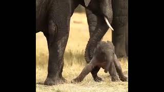 Adorable Baby Elephants First Steps with Mom 🐘❤️ [upl. by Lewej]