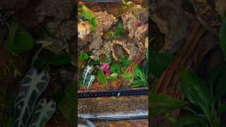 Bioactive Crested Gecko Enclosure pt2 terrarium vivarium crestedgecko reptile bioactive plants [upl. by Adnilasor]