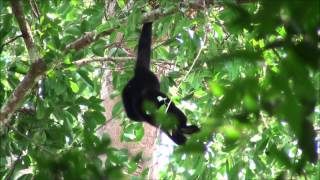 Southern YellowCheeked Crested Gibbon Nomascus gabriellae  Cat Tien National Park Vietnam [upl. by Nonohcle29]