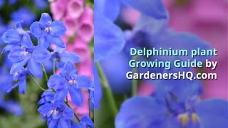 Delphinium Growing Guide by GardenersHQcom [upl. by Uball731]