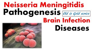 Neisseria meningitidis microbiology  Pathogenesis lab diagnosis disease treatment [upl. by Englis]