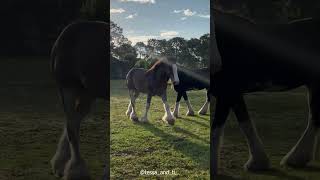 Clydesdale a feathered leg horse  Educational video facts shorts horse [upl. by Connelly]