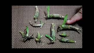 How to propagate dendrobium orchids the most effective way [upl. by Felecia]