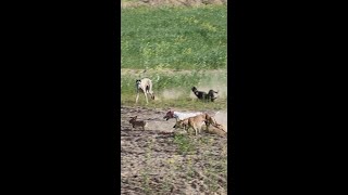 youtube  short Dog Vs Rabbit Race 2022  Hare Hunting  Hunting  Hare coursing 2022 [upl. by Marcello341]