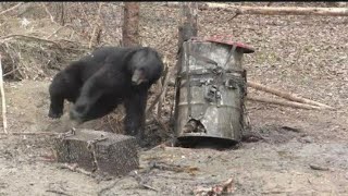 BLACK BEAR BOW HUNT ROCK RIDGE Outfitting [upl. by Yhtnomit497]