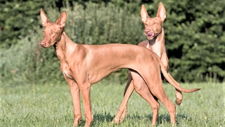 ✨ Pharaoh Hound ✨ [upl. by Ablasor]