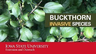 Buckthorn Invasive Species [upl. by Reeta]