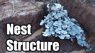 Bonus Clip  Bull Ant Nest structure [upl. by Oniratac]