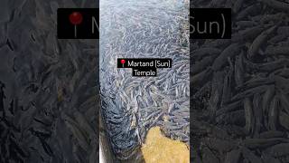 Martand Sun Temple in Kashmir 🛕 suntemple martand kashmir temple yt ytshorts shortsvideo [upl. by Dolli]