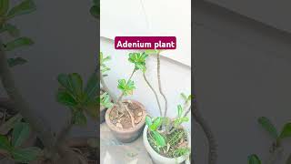 Adenium ki Cutting ke Baad Growth shorts rakshascreativecorner plants [upl. by Orin]