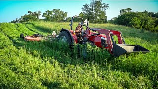 Switchgrass Update  Creating High Quality Bedding for Bucks [upl. by Roobbie]