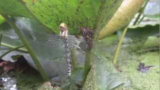 Grande libellule Aeschne Dragonfly Bleu Verte Full HD LFTA 2011 [upl. by Zelde]