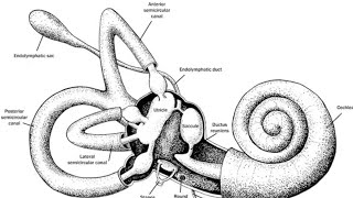 Introduction to Vestibular system [upl. by Asha163]