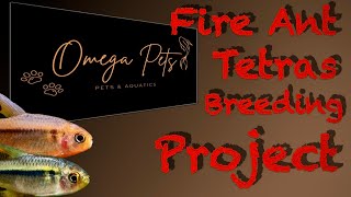 Newly discovered TETRA Fire Ant breeding project Part 1￼￼ [upl. by Willtrude]