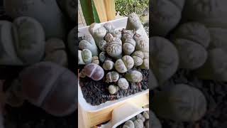 Lithops houseplant lithops plants shorts fyp [upl. by Joly]