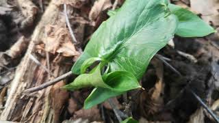 Identifying Arum maculatum  Lords and ladiescuckoos pint [upl. by Sofko]