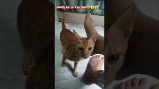 Goldy ko ye kya hua 😱😱cat catlover petlovers pets youtubeshorts shortsfeed viralvideo shorts [upl. by Colley]