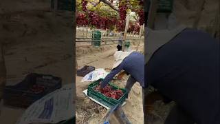 Grape Harvest in Peru [upl. by Jaymie]