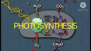 TAGALIZED PHOTOSYNTHESIS part3 LIGHT DEPENDENT REACTION [upl. by Carrillo796]