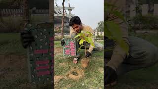 Planting 1 Lakh Trees 🌳 shortsfeed socialwork treeplanting [upl. by Sachiko]