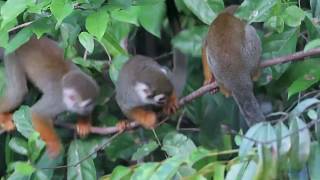 Guianan Squirrel Monkeys Saimiri sciureus [upl. by Leemaj]