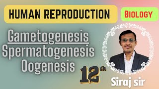 Gametogenesis Class 12Spermatogenesis and Oogenesis Class 12Human reproduction [upl. by Cichocki159]