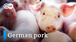 The booming meat industry  Germany the worlds second biggest pork exporter  DW English [upl. by Erb602]