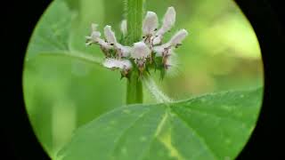 Leonurus cardiaca Motherwort [upl. by Ynatterb]