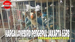 HARGA LOVEBIRD JAKARTA TERBARU 2019 [upl. by Ahsyle]