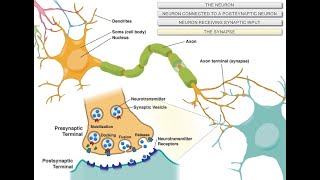 Intro to Neuroscience [upl. by Arutnev]