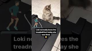 Try not to laugh Cats and dogs 😆 funniest Animals 😂 funny pets cat [upl. by Avery841]