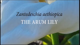 Zantedeschia aethiopica The Arum Lily Gardening with Gabriel [upl. by Roybn781]