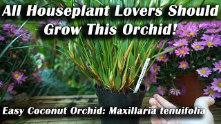 Grow This Orchid The Easy Houseplant Coconut Orchid  How to Grow Maxillaria tenuifolia [upl. by Abeu571]