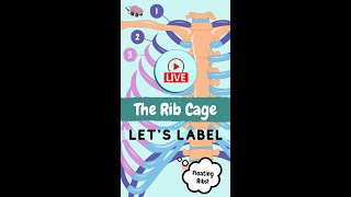 Rib Cage  Lets Label Anatomy [upl. by Pascasia]