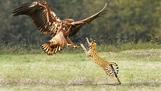 Eagle Vs Serval Cat In Big Fight Can Serval Cat Escape [upl. by Assiron]