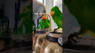 Barraband parakeet hears his echo [upl. by Kirred]