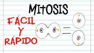 🌐 División celular MITOSIS 🔬  FASES  Fácil y Rápido  BIOLOGÍA [upl. by Ahsetra]