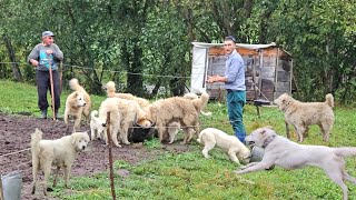 HRANIREA CAINILOR CIOBANESTI BALANI LA STANA LUI ADRIAN MUREAJUDCOVASNA [upl. by Wonacott228]