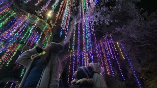 Experience Zoo Lights this Season [upl. by Warila]