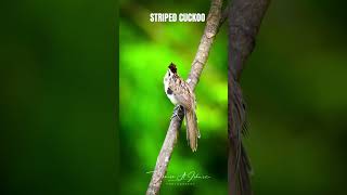 Amazing Cuckoo bird singing a song birds wildlife birdwatching [upl. by Beaufort]