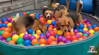 TOP 10 Beagle Dog Parties Ft Louie amp Marie [upl. by Graubert581]