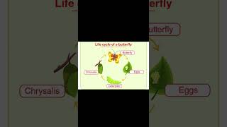 Life Cycle of a Butterfly  caterpillar to butterfly shorts [upl. by Anelehs]