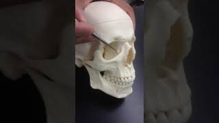 Craniofacial Bones [upl. by Jo Ann312]