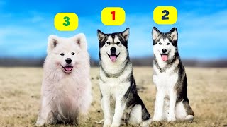 HUSKY TYPES  10 TYPES OF HUSKIES [upl. by Wellesley]