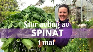 Stor spinatavling i mai [upl. by Nirrad37]