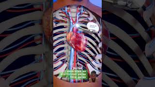 How to pacemaker work facts heartdoctor anatomy cardiachealth cardiovascularhealth science [upl. by Nnylyt555]