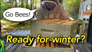 Beekeeping Fall Checklist Are They READY Antibiotics Harvesting the Goldenrod Honey [upl. by Notsgnik547]