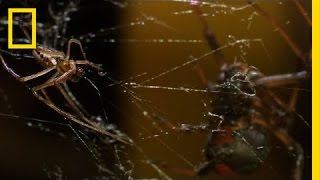 Deadly Cousin The Redback Spider  National Geographic [upl. by Aelanej]