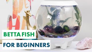 Design a PlantFilled Oasis for a Betta Fish  Aquarium Plants  HGTV Handmade [upl. by Starla]