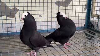 fancy fental pigeon Mukhi fancy pigeon [upl. by Ahseyt]